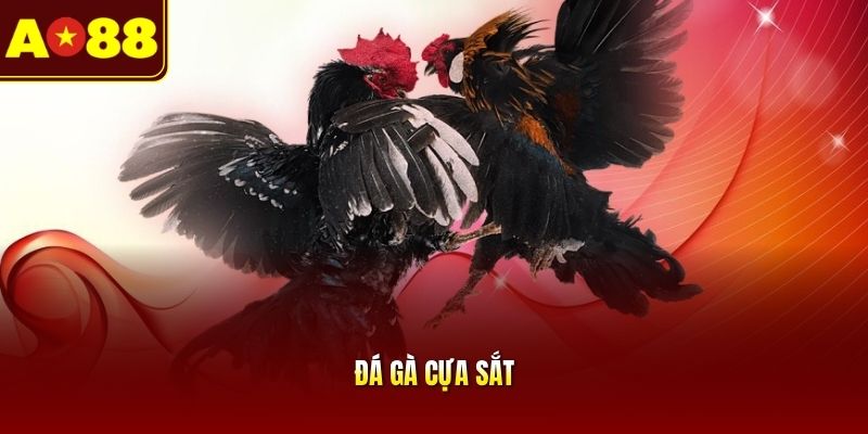 Đá gà cựa sắt